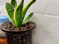 -猪脚洪隆江猪脚饭