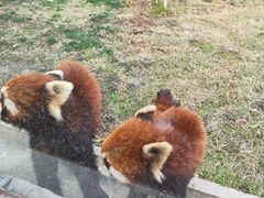 -苏州太湖西山岛开心农场