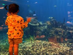 景观位-海棠湾洲际-涛·海底餐厅·美人鱼·自助餐·海底隧道