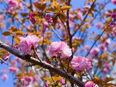 -高东镇樱花园