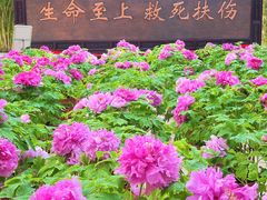 -北京市垂杨柳医院