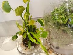 -卖呆儿咖啡(望京店)