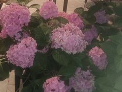 -循礼门鲜花花市(武汉循礼门店)