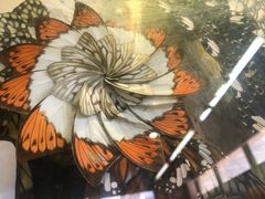 -上海昆虫博物馆