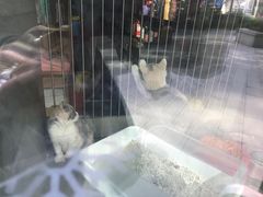 -爱宠屋pet shop·宠物洗澡·宠物美容