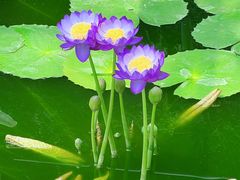 -国家植物园南园