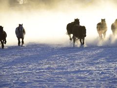 -塞罕坝国家级自然保护区