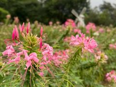 -玫瑰海岸文化旅游度假区