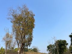 -白鹭湾湿地公园