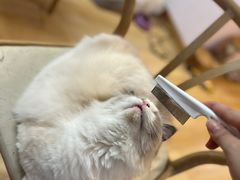 -猫咪派对(江南西店)
