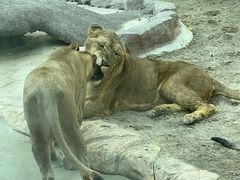 -北京野生动物园