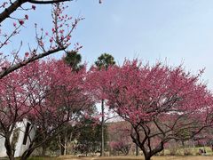 -无锡梅园公园