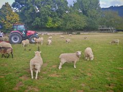 -怀托摩萤火虫洞