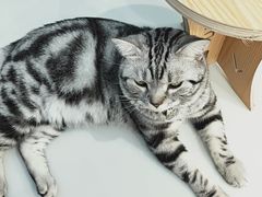 -糯米喵星人·撸猫猫舍咖啡馆(西市场嘉华店)