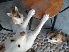 -柴犬高等学院·狗咖·柴犬售卖·宠物训练