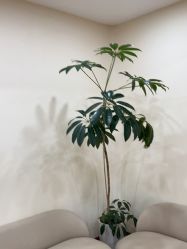 -HEYAN荷妍专业脱毛连锁机构