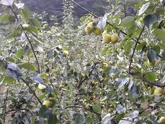 -六里坪国家森林公园
