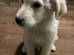 -米苏动物医院·犬猫专科·骨科外科内窥镜
