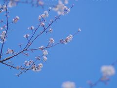 -高东镇樱花园
