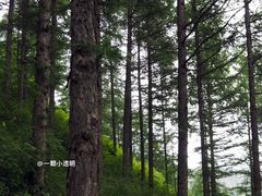 -苏木山森林公园