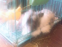 -志龙皇冠吃货椰子铺