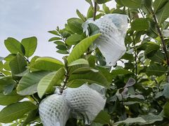 -迪茵湖田家舍生态农场