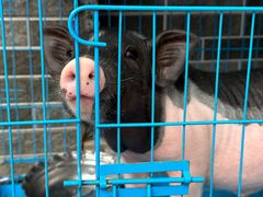 -桂林市花鸟市场