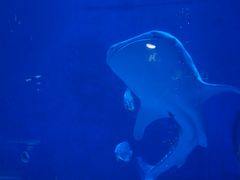 -烟台海昌鲸鲨海洋公园