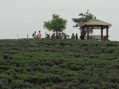 -大塘金香草谷