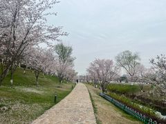 -羊山湖公园