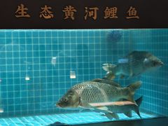 -阿五黄河大鲤鱼(英协路店)