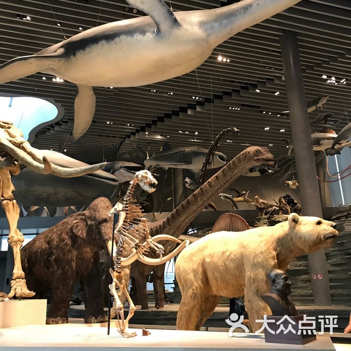 上海自然博物馆图片
