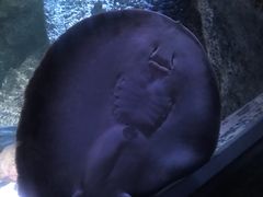 -暹罗海洋世界