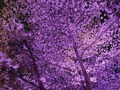 -西北湖绿化广场