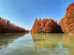 -上海海湾国家森林公园