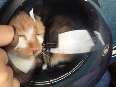 -菲尔斯特宠物医院