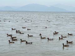 -深圳湾公园(南山区)