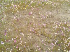 -春花秋色城市公园