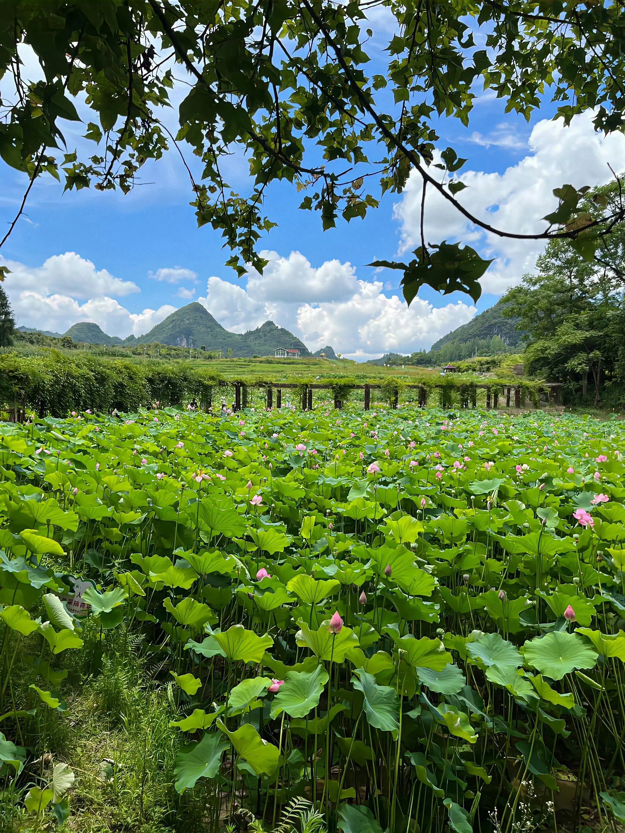 农村的风景,平淡但耐看,也许并不便利,却温暖而治愈