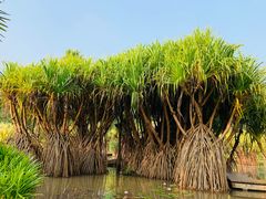-中国科学院西双版纳热带植物园