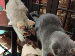 -猫色咖啡·猫咖