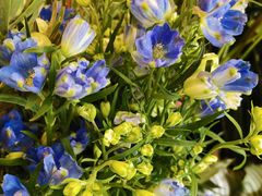 -静岸花卉园艺(三星坊店)