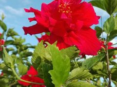 android_upload_pic-坪山湿地公园