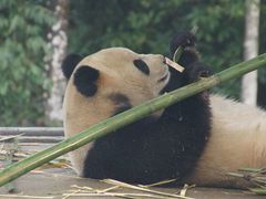 -中国大熊猫保护研究中心雅安碧峰峡基地
