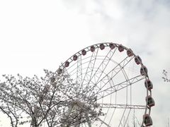 -顾村公园