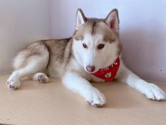 -Husky Go! 哈士奇体验馆·宠物咖啡厅狗咖