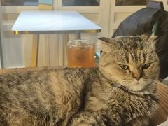 -猫小院猫主题餐厅(南锣旗舰店)