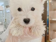 -翊宠yipet猫狗购宠庄园犬舍•猫舍