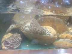 -花开富贵平潭海鲜楼(平潭店)