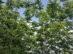 -黄椅山火山森林公园